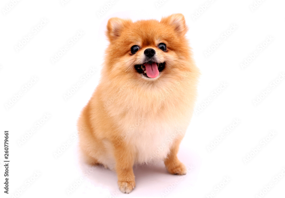 Obraz na płótnie Pomeranian dog on a white background. w salonie