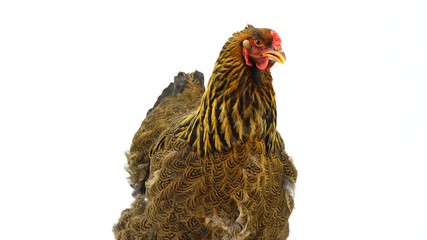 Sticker -  portrait brahma chicken isolated on white screen