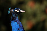 Fototapeta Zwierzęta - Blauer Pfau / Blue Peafowl / Pavo cristatus