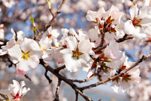 Almond Blossom
