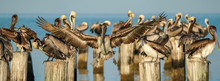 Pelican Pilings