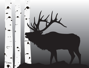elk coming through the aspesns