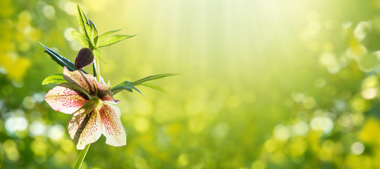 Wall Mural - helleborus orientalis or lenten rose plant spring horizontal background