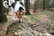 Pies w lesie, węszenie, zabawy węchowe, przeszkody