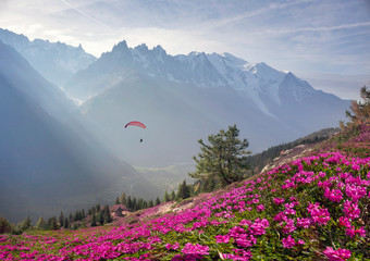 Fotomurales - Alpine rhododendrons on the mountain fields of Chamonix