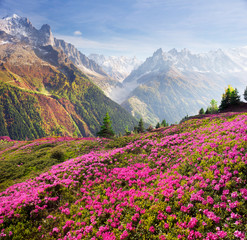 Fotomurales - Alpine rhododendrons on the mountain fields of Chamonix