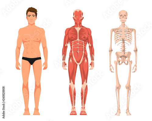 Fotomural Vector illustration of man anatomy