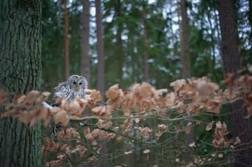 Fototapete - Tawny owl sitting on branch between orange leaves 