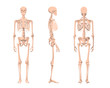 Human skeleton in front, profile and back. Vector illustration - Vector. Human anatomy