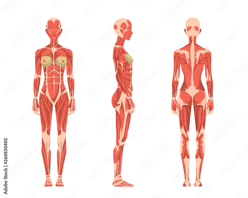 Vector illustration of three women. Cartoon realistic people illustartion.  Flat young woman. Front view woman, Side view woman, Back side view woman.  Anatomy of female muscular system. Stock Vector | Adobe Stock, image size:1000x800