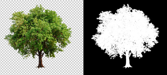 single tree on transparent picture background with clipping path, single tree with clipping path and