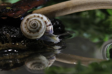 snail on leaf