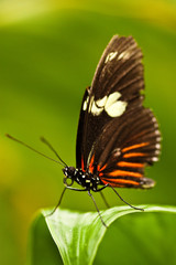 Wall Mural - KLEINER KURIER (HELICONIUS ERATO) 