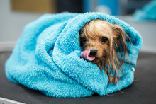 Close-up Of A Wet Yorkshire Terrier Wrapped In A Blue Towel On A Table At A Veterinary Clinic. Care And Care Of Dogs. A Small Dog Was Washed Before Shearing, She's Cold And Shivering