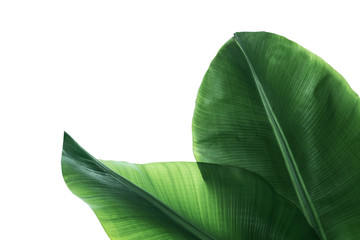 Wall Mural - Fresh green banana leaves on white background, top view. Tropical foliage