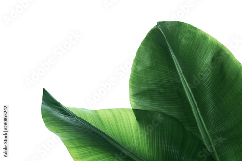 Cuadros en Lienzo Fresh green banana leaves on white background, top view
