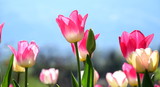 Fototapeta Tulipany - Pinke Tulpen - Blütezeit in Südtirol