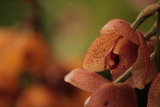 Fototapeta Storczyk - orquidea