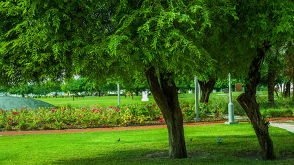 trees in the park