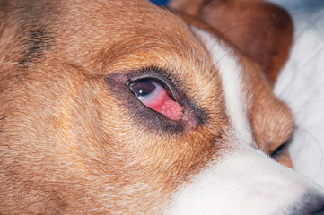 Neoplasm eyelid. Tumor eye (concept of veterinary ophthalmology)