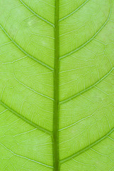 leaf closeup 