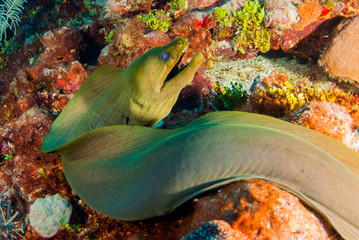 A green moray eel is swimming across the reef out in the open. This predator can be found in tropical waters and this one was shot in Grand Cayman deep beneath the surface of the water