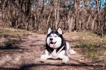  Husky dog laughs and shows tongue, pleased Malamute lies in the forest on the ground and looks up