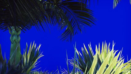 Branches of a palm tree and a tropical plant in the wind on a blue screen. Beautiful summer background. 3D Rendering