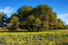 Field Of Flowers In Front Of Shapely Trees In The Hill Country Of Texas