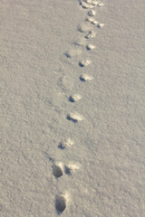 Wall Mural - not deep tracks of a little wild animal on white snow in winter