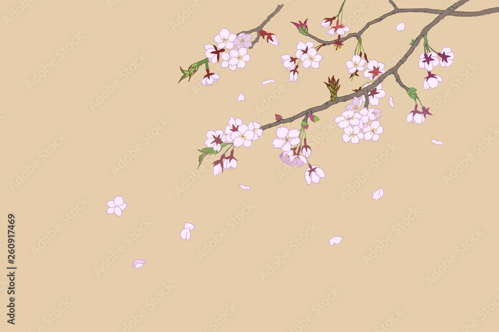 日本画風桜の絵 japanese spring art, cherry blossom