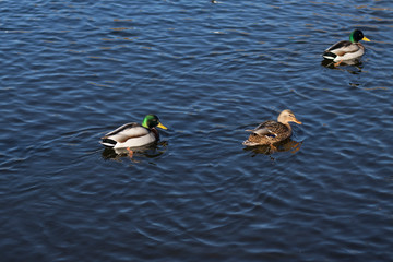 three wild ducks two males and one female on the pond. Concept: love triangle.