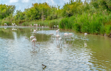 Sticker - Regional Nature Park of the Camargue