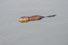 Muskrat Swimming In A Lake