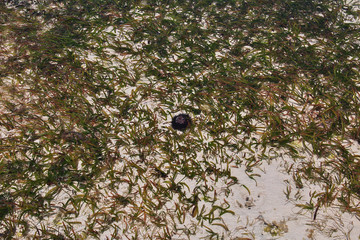 Wall Mural - sea urchin, Zanzibar, Indian ocean