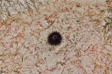 Poster - sea urchin, Zanzibar, Indian ocean