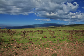 Wall Mural - Safari, Tanzania, Kenya