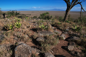 Wall Mural - Safari, Tanzania, Kenya