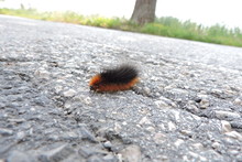 A Close-up Of A Fuzzy Tiger Moth Caterpillar, Black And Orange Woolly Bears Walking On Asphalt Road