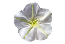 Close Up Ipomoea Alba On White Background.Saved With Clipping Path.
