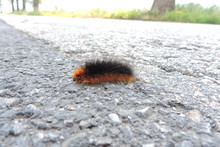 A Close-up Of A Fuzzy Garden Tiger Moth Caterpillar, Black And Orange Woolly Bears Walking On Asphalt Road
