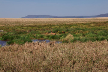 Wall Mural - Serengeti, Safari, Tanzania, Kenya