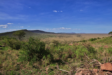 Wall Mural - Serengeti, Safari, Tanzania, Kenya