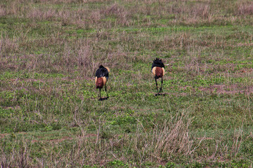 Sticker - Ngorongoro, Safari, Tanzania