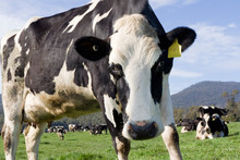 A Wonderfully Curious Dairy Cow On A Fresh Green Field In Beautiful Tasmania.