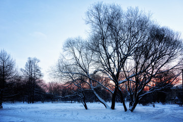 Wall Mural - Winter landscape - dawn in the city Park