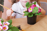 Fototapeta Lawenda - Little girl caring for flowers in a flowerpot. Close up