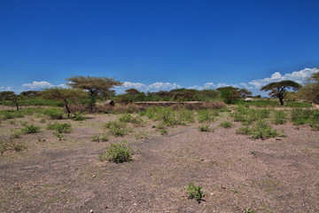 Wall Mural - Bushmen village, Tanzania