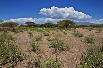 Wall Mural - Bushmen village, Tanzania