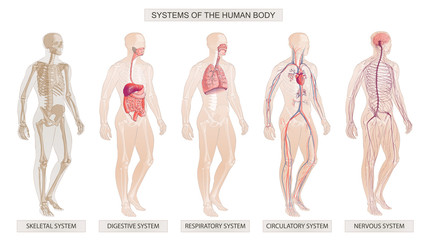 the vector illustration human body systems circulatory, skeletal, nervous, digestive systems